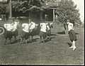 Two views of local Extension leaders drilling in physical exercise in middies and bloomers, ....jpg