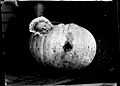 Unidentified baby lying in a hollowed out pumpkin part of a mixed selection of lantern slides and negatives from John Flynn's teaching days in Gippsland, and early AIM Australian Inland Mission.jpg